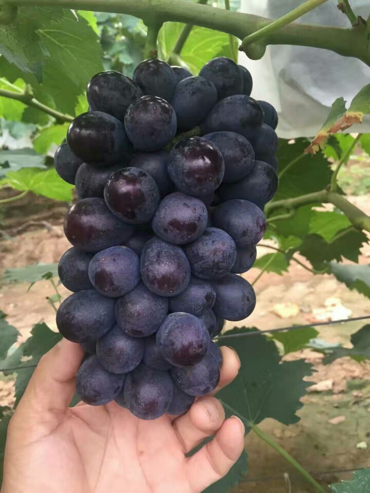 早夏无核