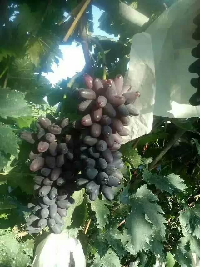 紫甜无核葡萄苗