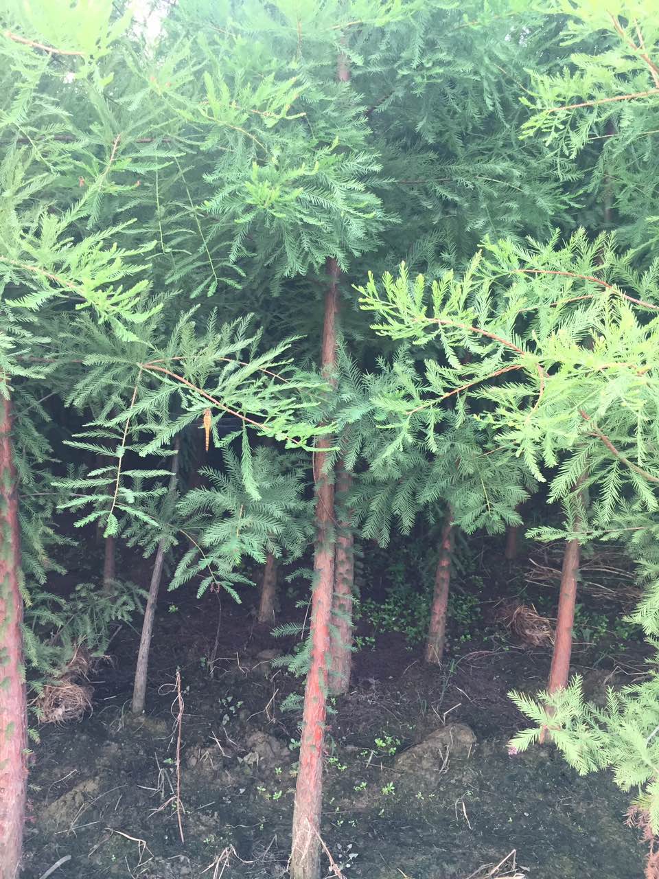 池杉4