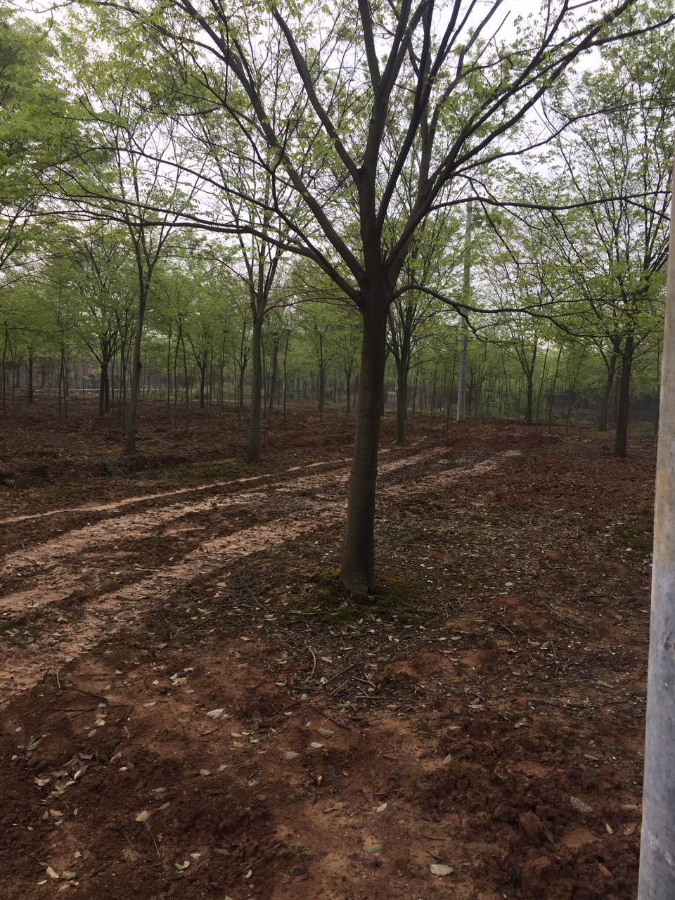 榉树