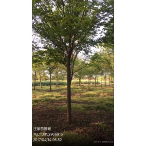 榉树2
