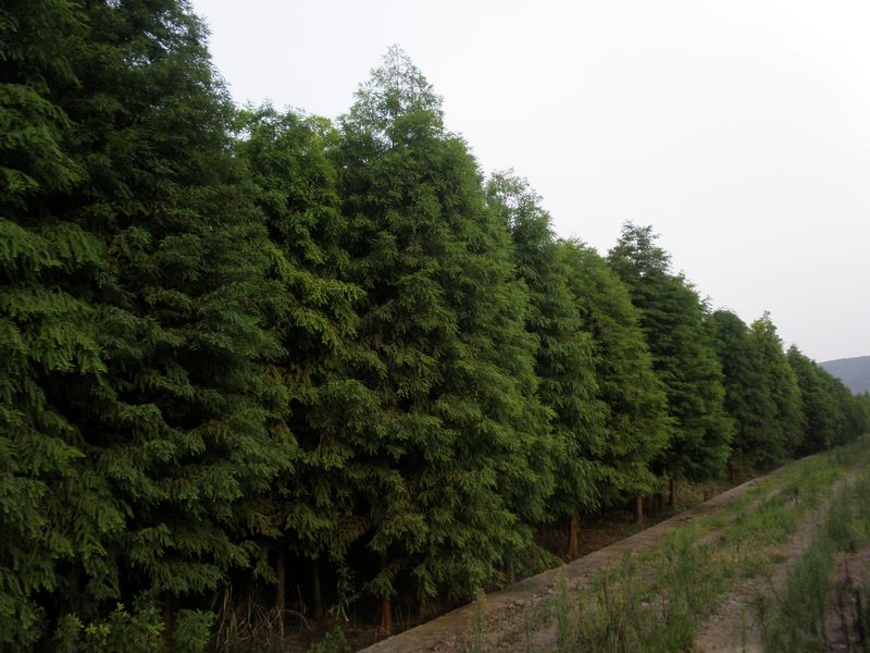 落羽杉1
