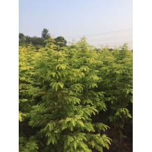 金叶水杉4