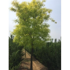 黄金槐