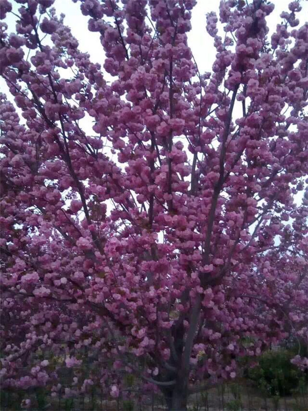 樱花