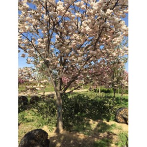 樱花