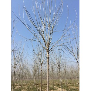 精品速生白蜡●胸径9至10公分●二次定杆发帽两年