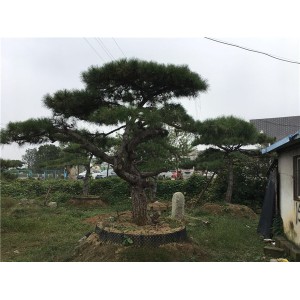 造型松