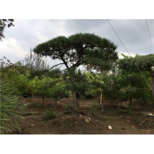 造型松