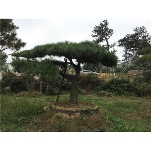 造型松
