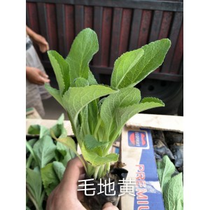 毛地黄