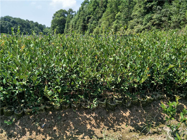 三年生油茶苗