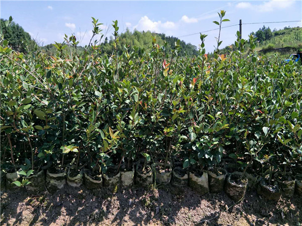 三年生油茶苗