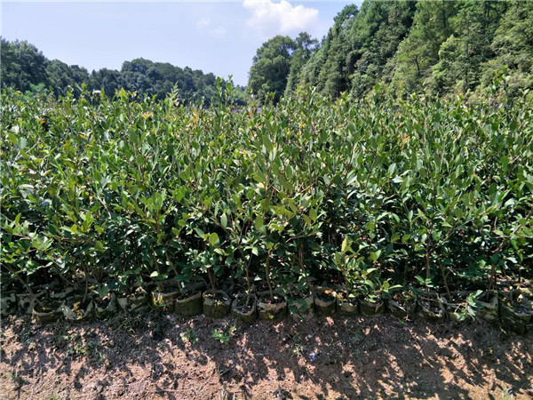 三年生油茶苗