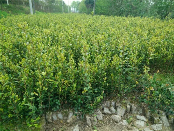 两年生油茶苗
