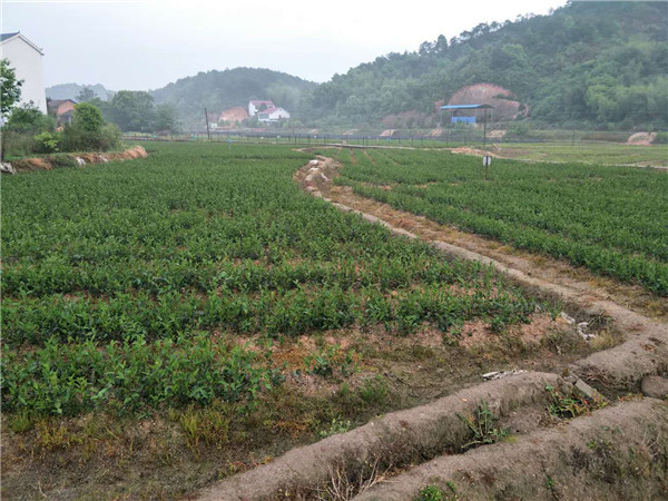两年生油茶苗