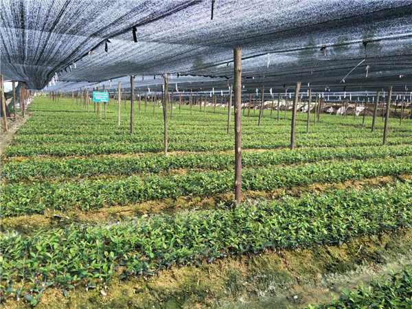 一年生油茶苗