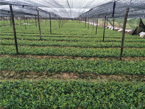 一年生油茶苗