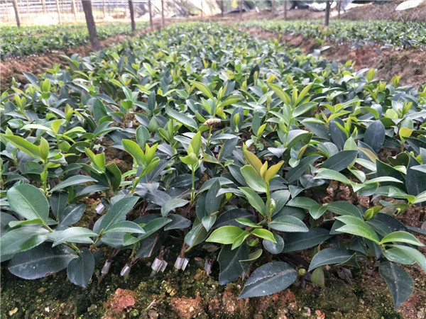 一年生油茶苗