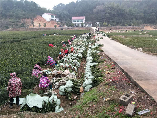 油茶苗打包发货