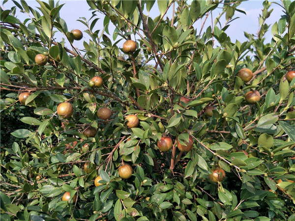 油茶挂果树