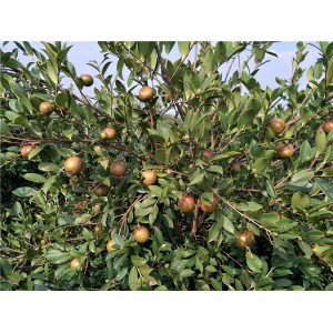 油茶挂果树