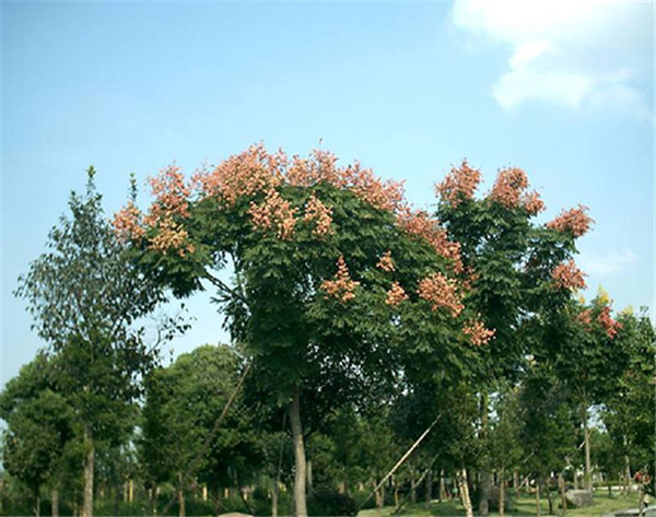 栾树
