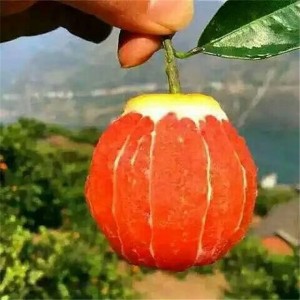 血橙