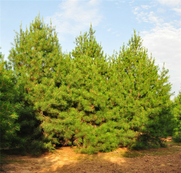 5.5米白皮松