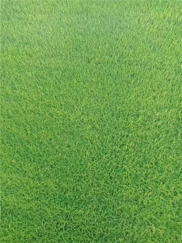 沙培果岭草