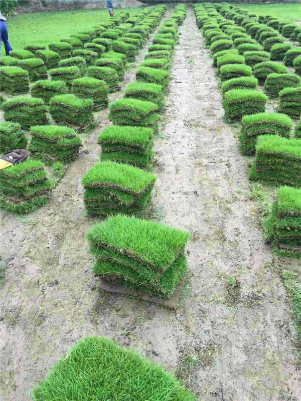 马尼拉草坪