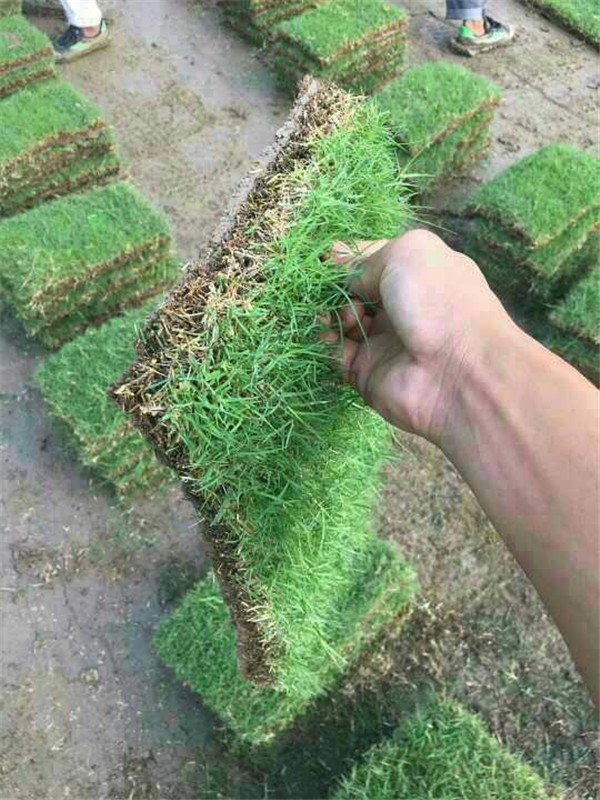 马尼拉草坪