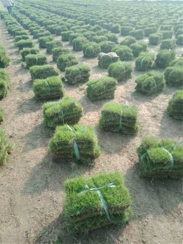 马尼拉草坪