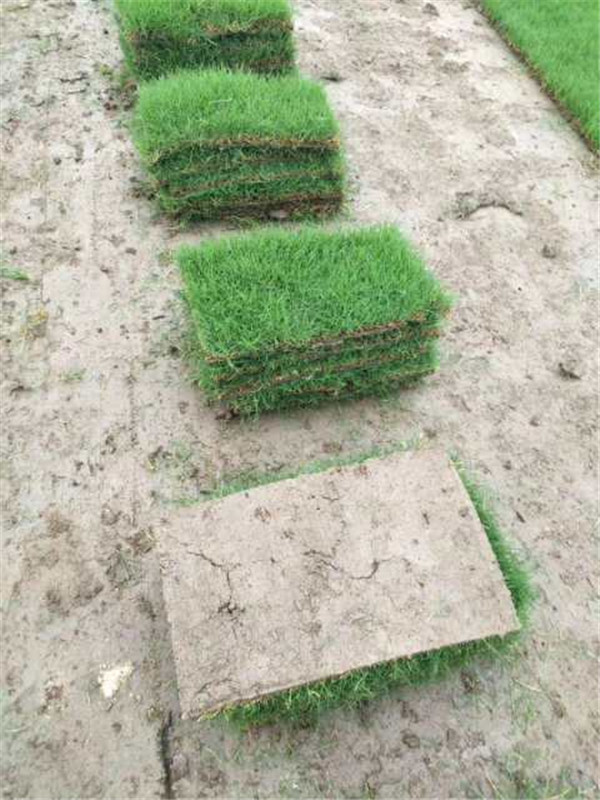 百慕大草坪