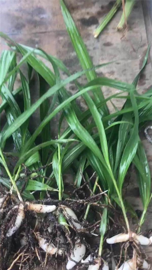 白芨基地