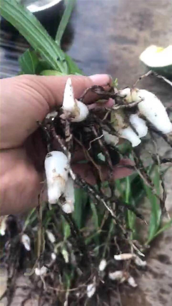 白芨价格