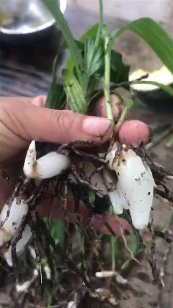 白芨批发