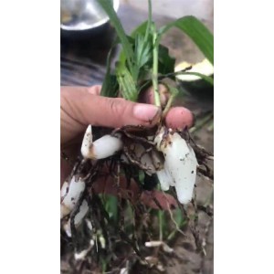 白芨批发