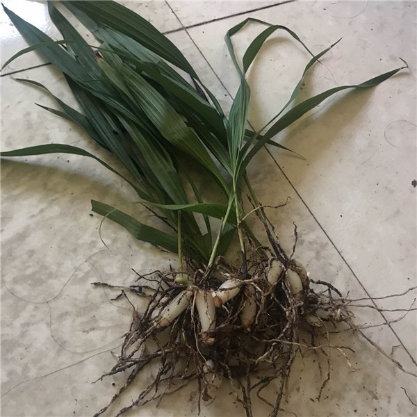 白芨供应商