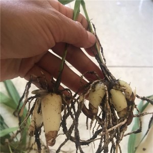 白芨苗