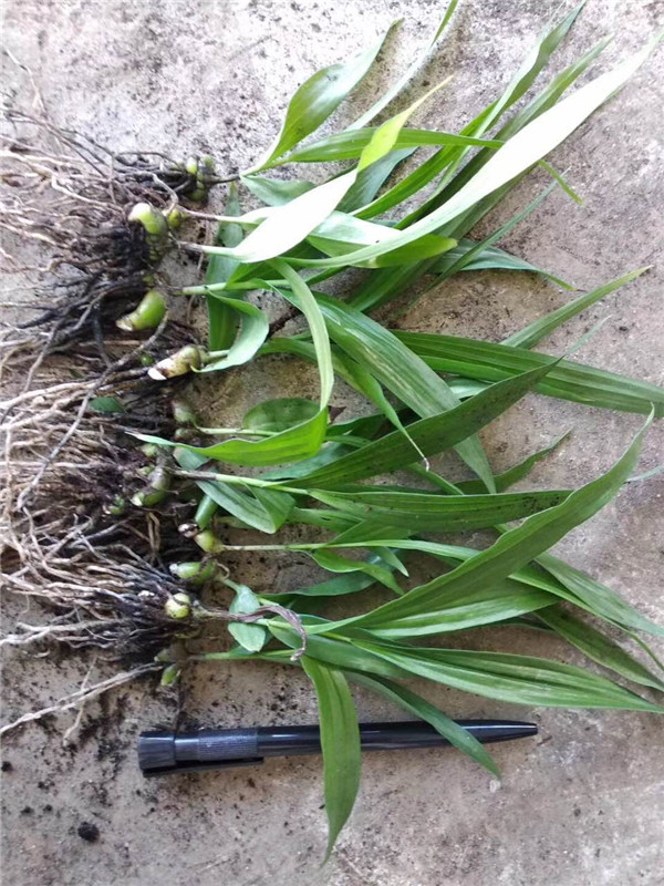 白芨培育基地