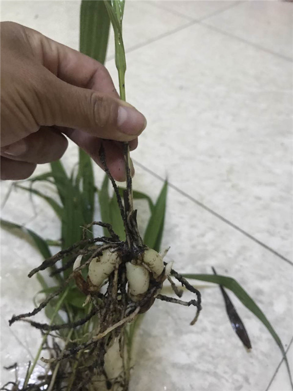 白芨繁育基地