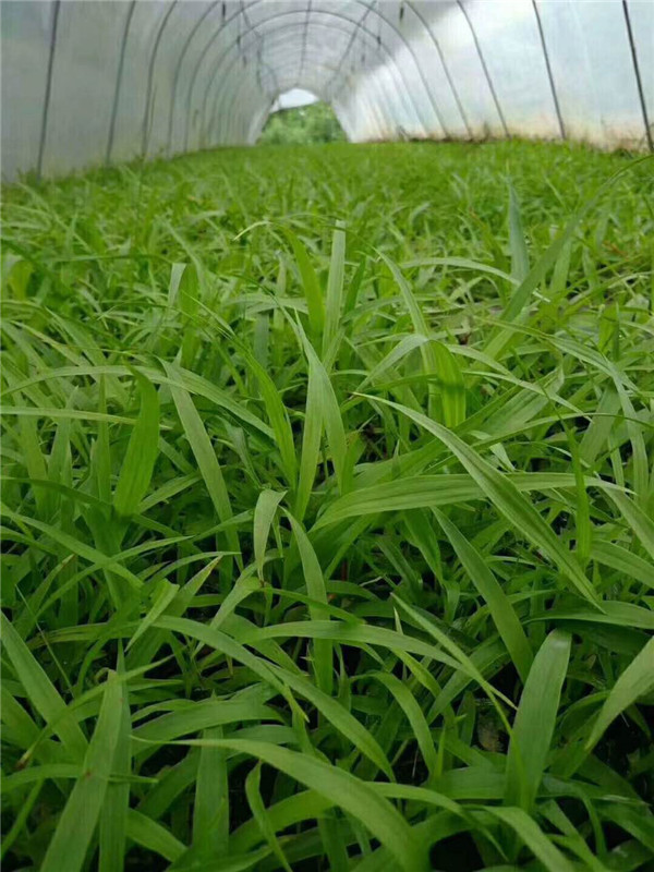 白芨苗繁育基地