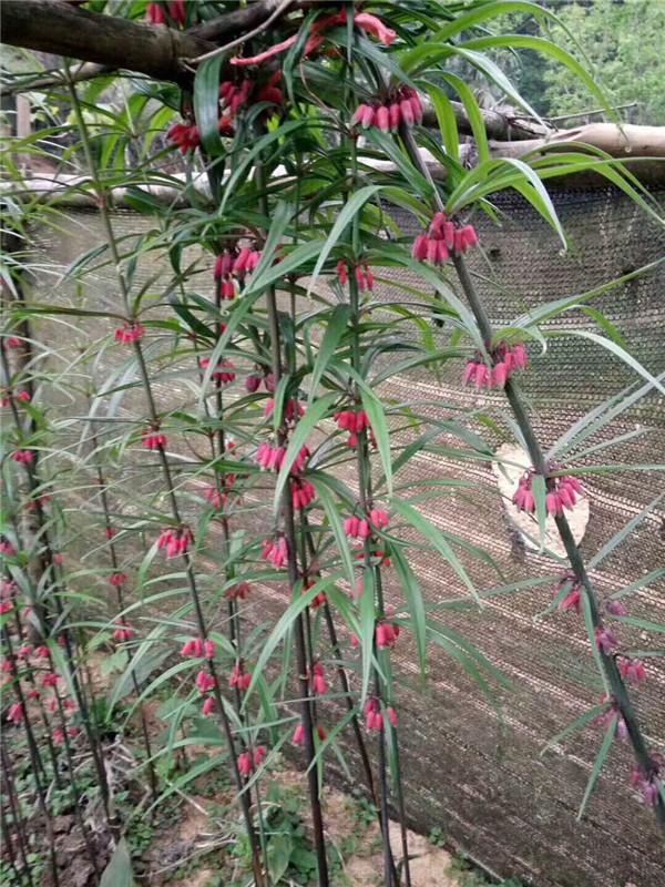 黄精供应商