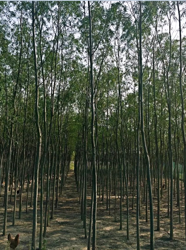 竹柳