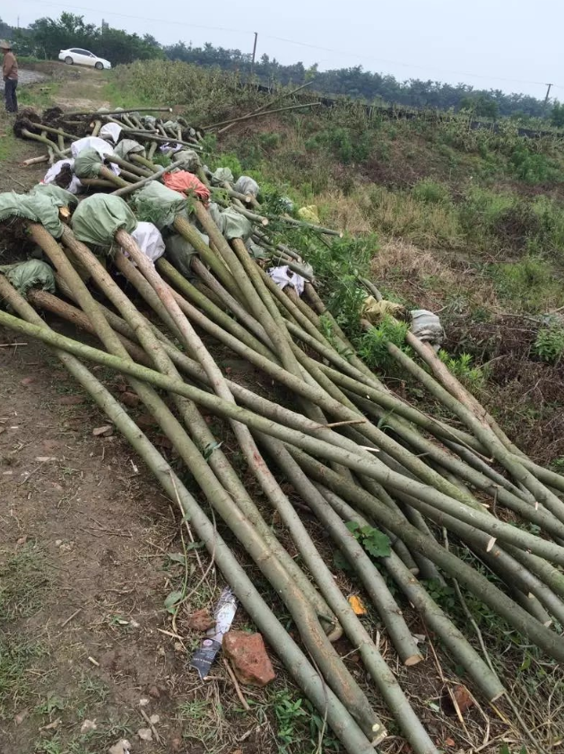 8公分竹柳工程苗
