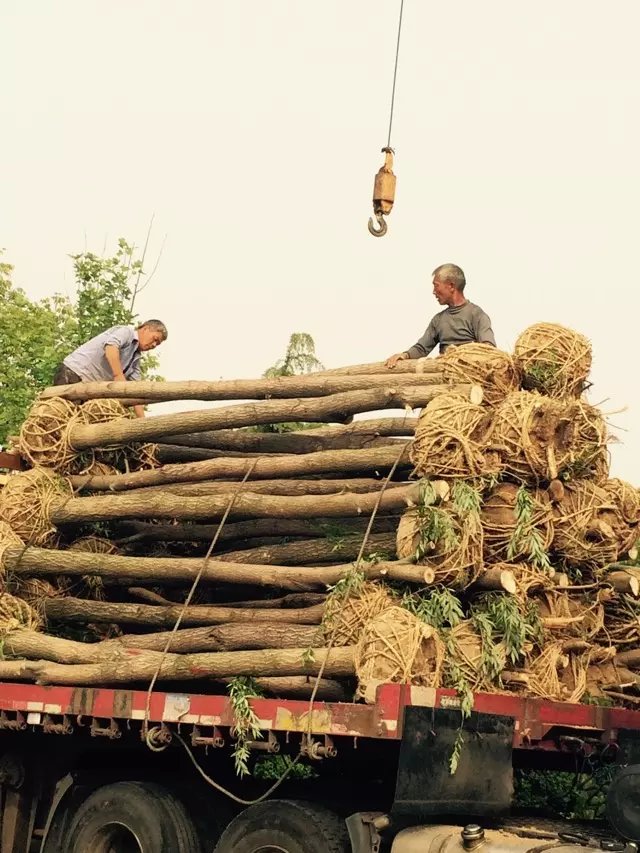 15公分竹柳工程苗装车