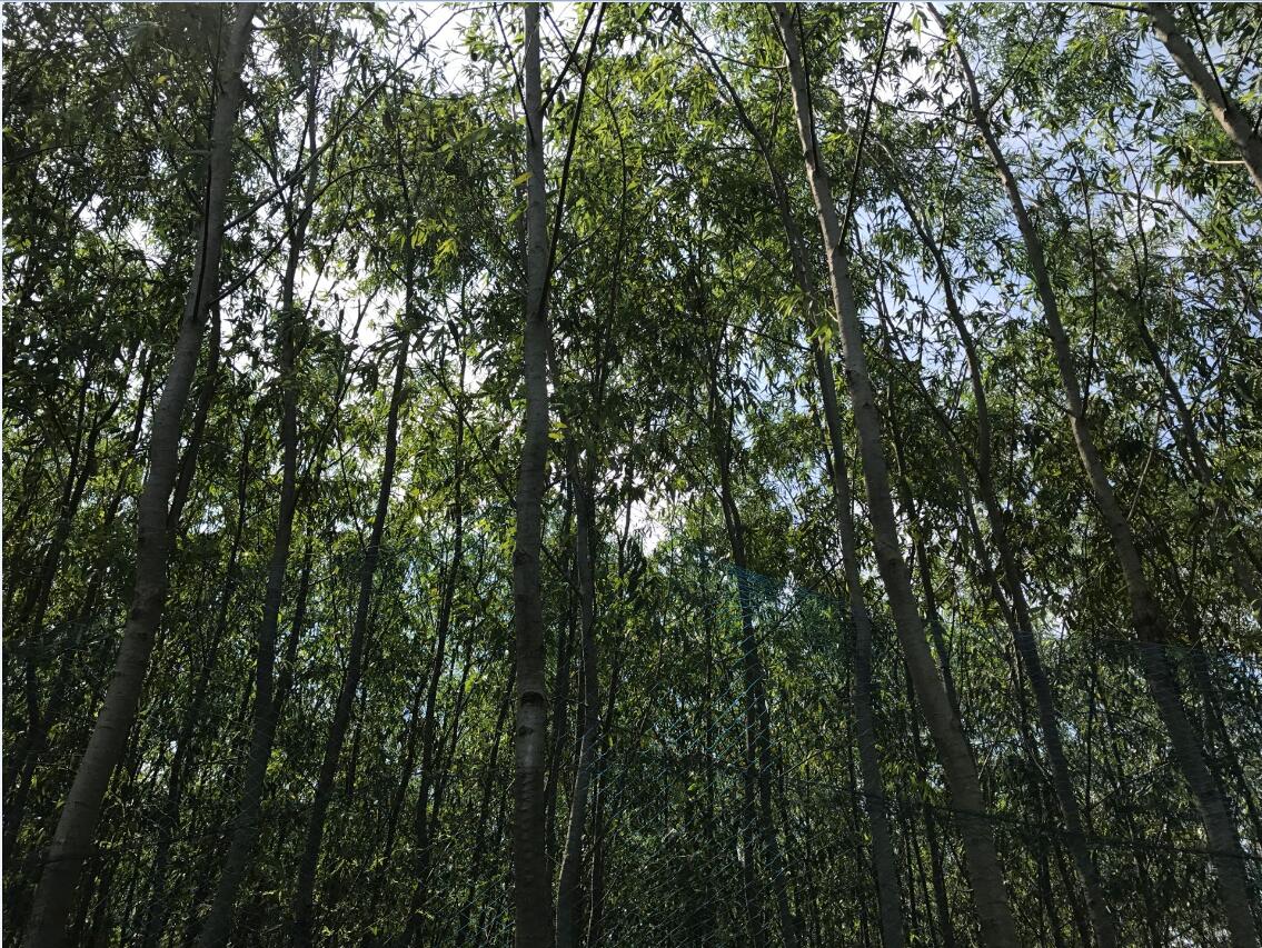 6公分竹柳