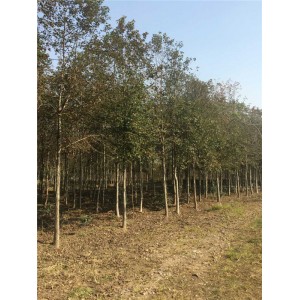 枫香树