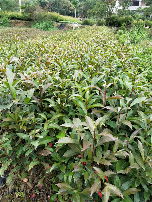 山杜英小苗